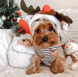 Preppy jul
