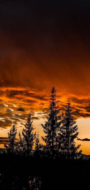 Realme Skovsilhuet — Realme Wallpapers