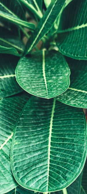 Realme Tropisk Plante