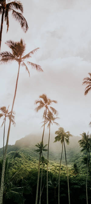 Redmi Note 10 Høje palmer — 1080x2400 Wallpapers