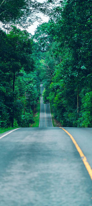 Redmi Note 10 Lang Skovvej — Pixel 10 Wallpapers