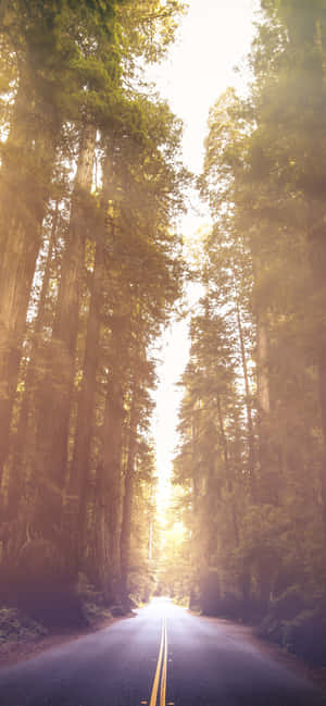 Redwood National Park Avenue Of The Giants — Vivo X500 Wallpapers