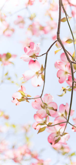 Redwood pink æbleblomst — ROG Phone 9 Pro Wallpapers