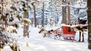 Rensdyr kælker i tyk sne — Vinter Wallpapers