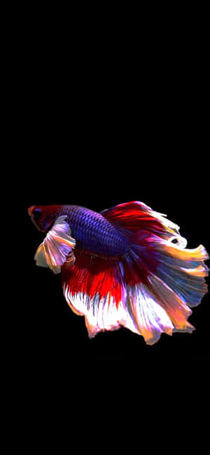 Android Fiskebaggrund — Realme P4 Lite Wallpapers