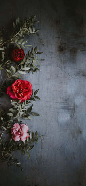 Rosebaggrund — iPhone Xr Wallpapers