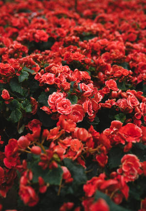 Rød wallpaper med en buket røde kronblade blomster på en mark. — Oppo Pad 5 Matte Display Wallpapers