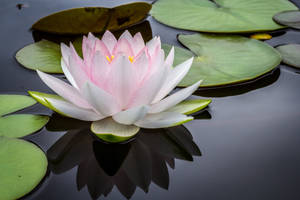 Rolig lotusblomst — Lotusblomst Wallpapers