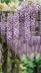 Hængende lilla wisteria fra espalier, blød fokus, romantisk forårsstemning. — Blomster æstetik Wallpapers