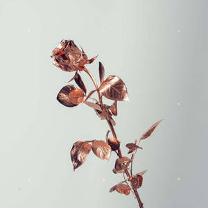 Rosaguld Tumblr roser på hvid — Roséguld æstetik Wallpapers