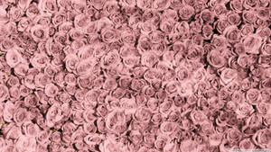 Rose Gold æstetisk skrivebordsdesign — Roséguld æstetik Wallpapers