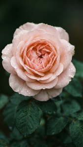 Pastel pink rose med dugdråber
