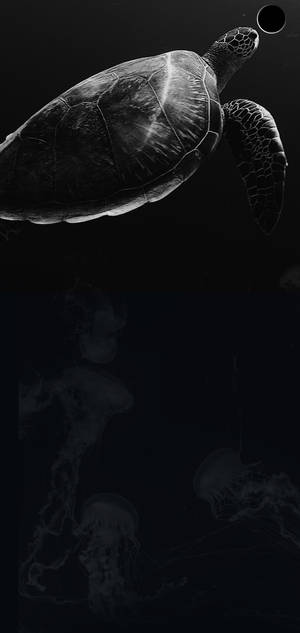 S10+ Mørk skildpadde tapet — iPhone 18 Pro Max Wallpapers