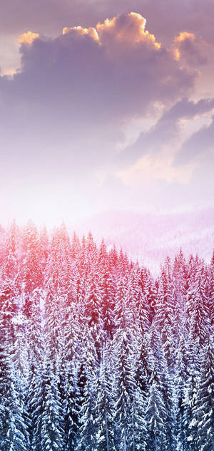 S10 vinter sne træer wallpaper — iPhone 18 Wallpapers