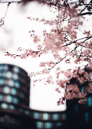 Sakura i byen tapet — OnePlus Pad 3 Pro Wallpapers
