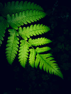 Samsung M21 Baggrund med Bregne — Samsung galaxy Wallpapers
