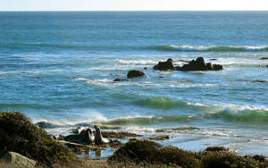 San Simeon Dyreliv — Hav Wallpapers