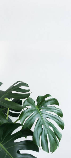Schweizerostplante mod hvid væg — Nubia A77 Wallpapers