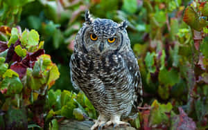 Cute Owl baggrund