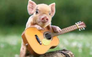 Søde grise billeder — Sød gris Wallpapers