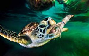 Sej Skildpadde Fanger Blæksprutte wallpaper — Cool skildpadde Wallpapers