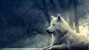 Sej ulv i skoven — Sej ulv Wallpapers