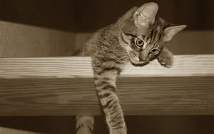 Sepia-foto af nuttet kat på en hylde — Anime kat Wallpapers