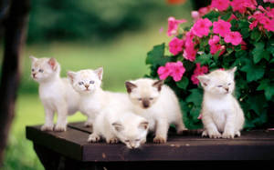 Siamesiske katte sød skrivebord — Sød skrivebord Wallpapers