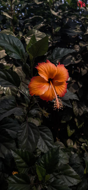 Sjælden Hibiscusblomst baggrund — iPhone 14 Pro Wallpapers