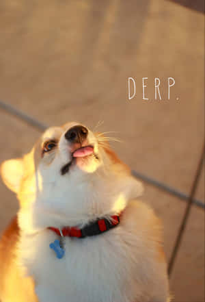 Sjove Corgi-billeder