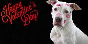 Valentinsdag sjov hund tapet — True Black Wallpapers