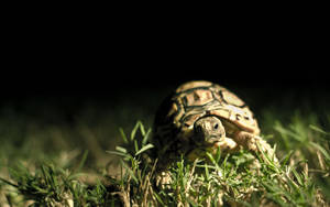 Skildpadde i Mørket Baggrund — Mørk skov Wallpapers
