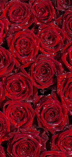 Bourgognefarvet blomst — Redmi Note 15 Special Wallpapers
