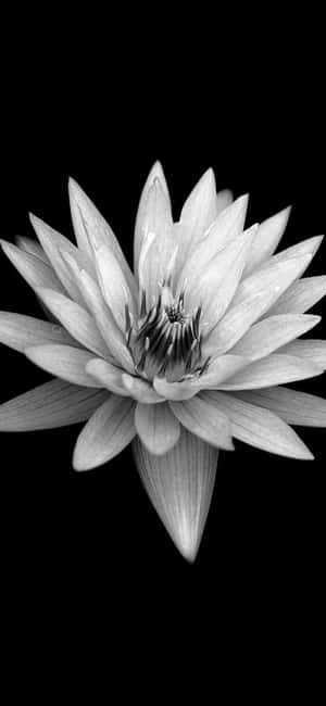 Blomster Med Sort — Vivo V80 Lite Wallpapers