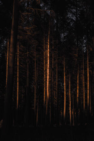 Skumring i skoven — Dæmpet Wallpapers