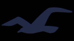 Hollister ikonisk marineblå måge wallpaper — Simpel Wallpapers