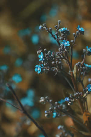 Små knopper blå blomster telefon — Huawei MatePad 11.5 (2025) Wallpapers