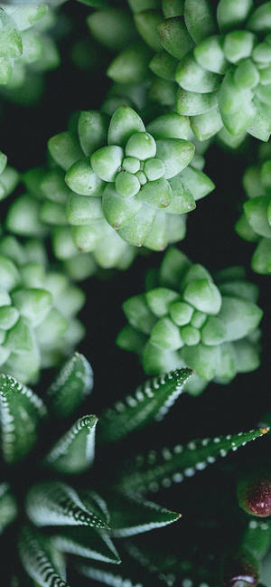 Plante iPhone — Galaxy A07s Wallpapers