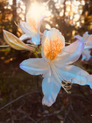Æstetiske blomsterbilleder — Æstetisk blomst Wallpapers