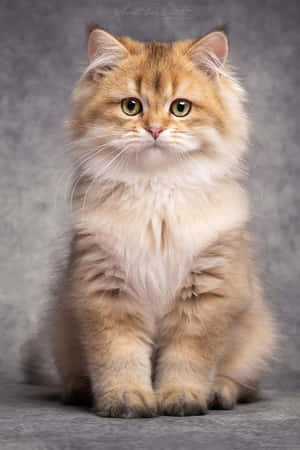 Smukke kattebilleder — Sød kat Wallpapers