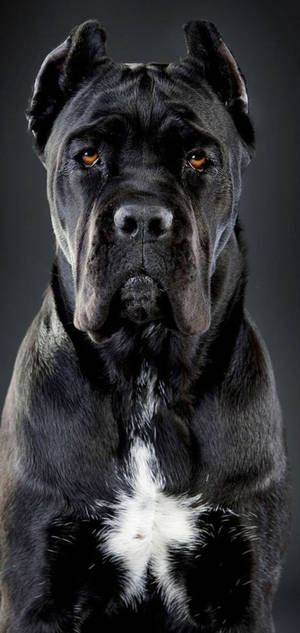 Smuk Cane Corso Hund tapet — iPhone 17 Pro Max Wallpapers