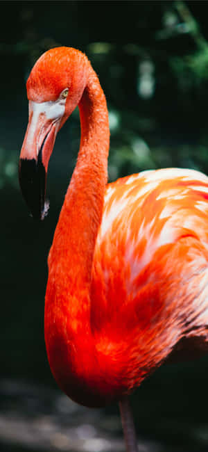 Fotografi Flamingo Iphone — Vivo V80 Lite Wallpapers