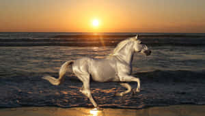 Smukke hestebilleder — Hest Wallpapers