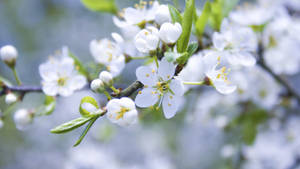Smuk hvid forårsblomst tapet