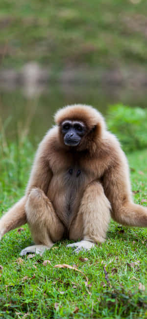 iPhone Xs Max Gibbon Baggrund — iPhone 14 Pro Max Wallpapers