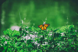 Sommerfugl æstetiske billeder — MacBook Air Wallpapers
