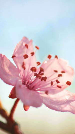 Smuk lyserød blomst iPhone — iPhone pink æstetik Wallpapers