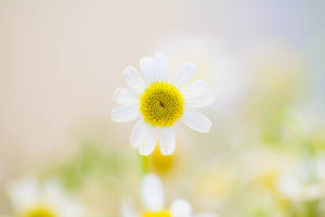 Smuk natur hvid blomst