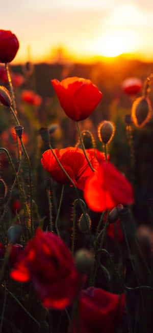 Rød Blomst Baggrund — Honor Magic8 Pro Air Wallpapers