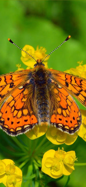 Smuk Orange Sommerfugl wallpaper — iPhone 16e Wallpapers